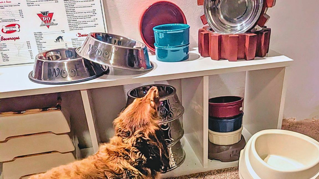 Pet Feeding Bowls